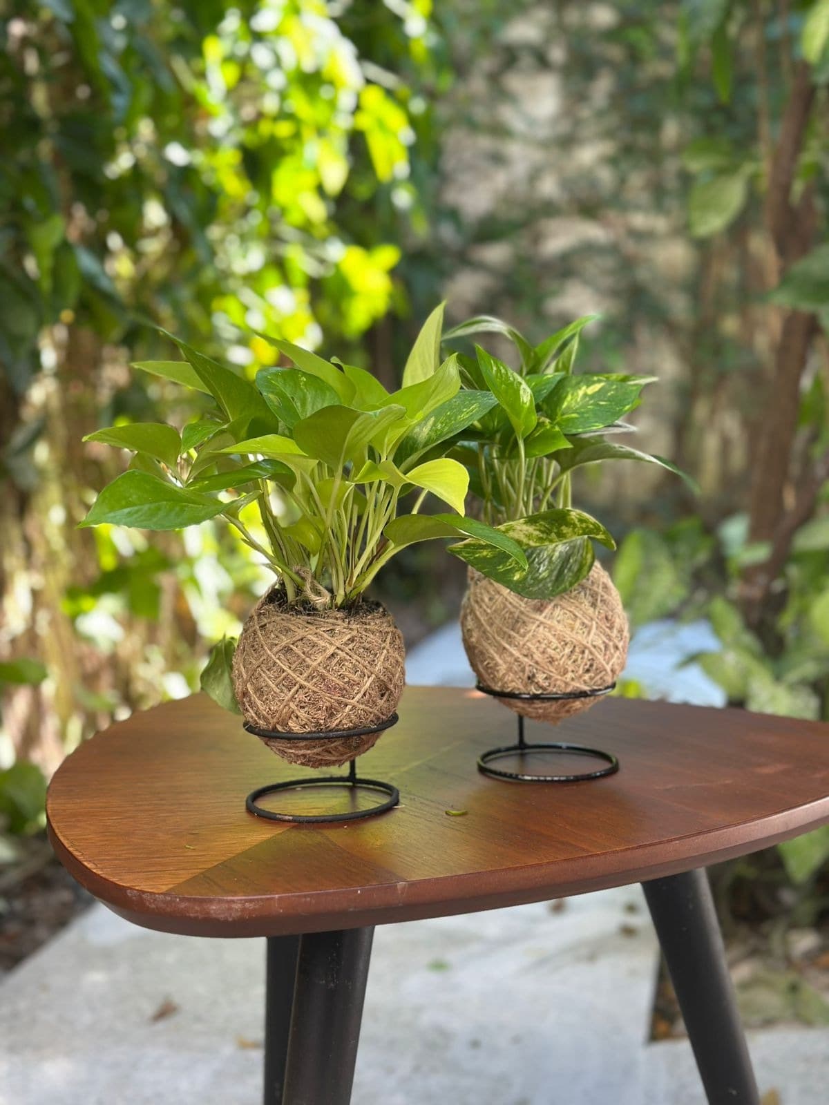 Kokedama