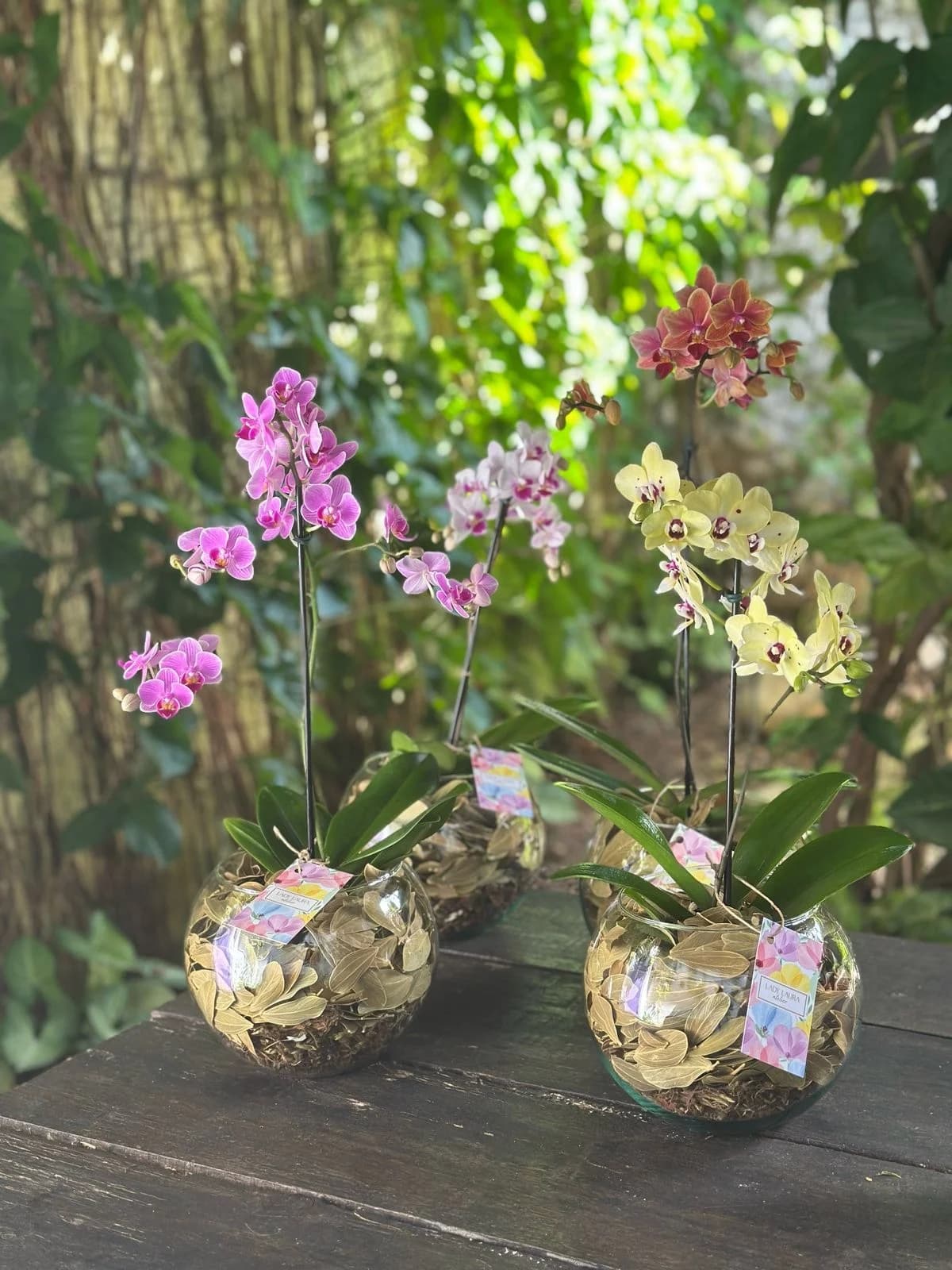 Aquário de Orquídea