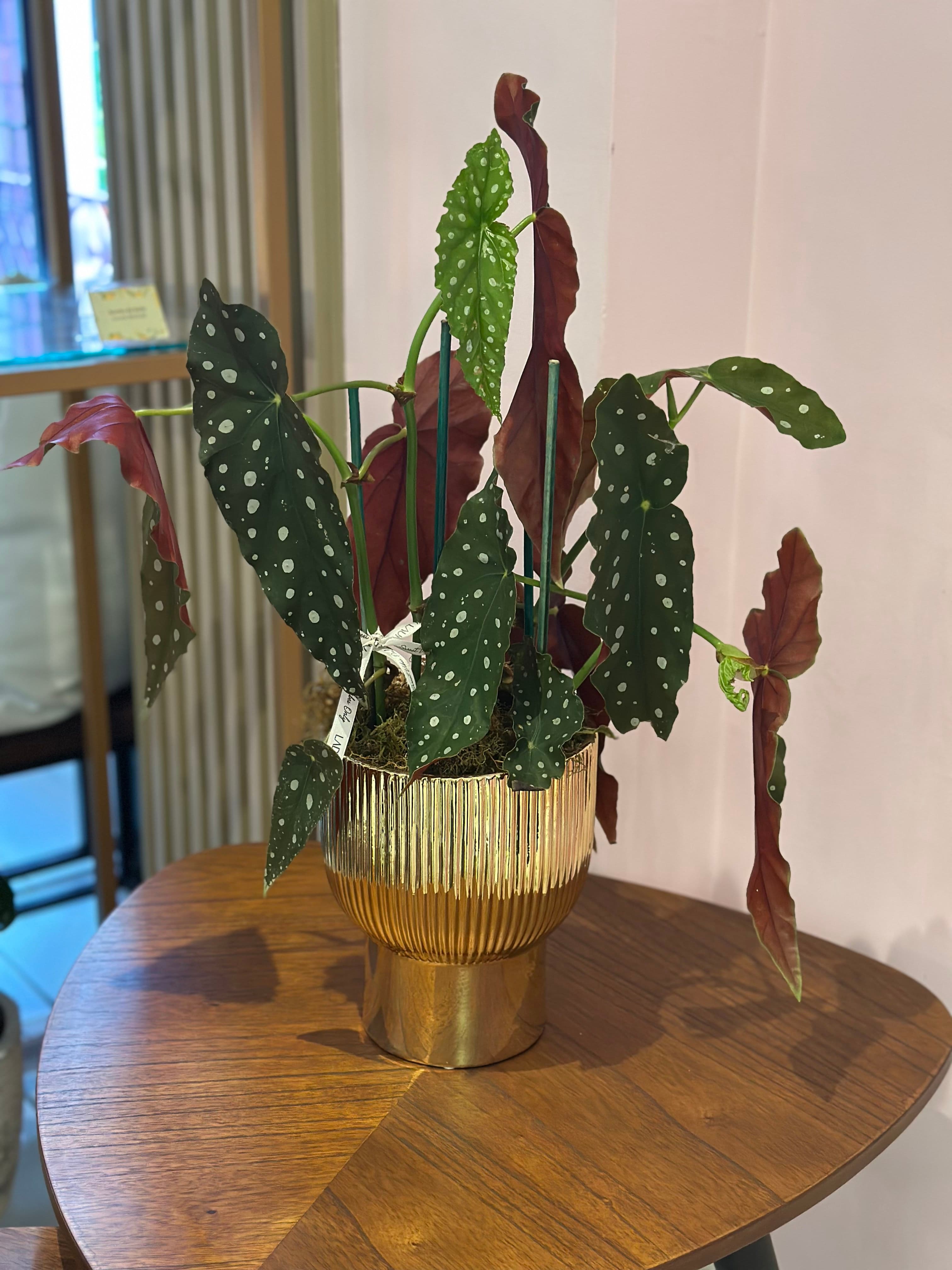 Flor plantada 1