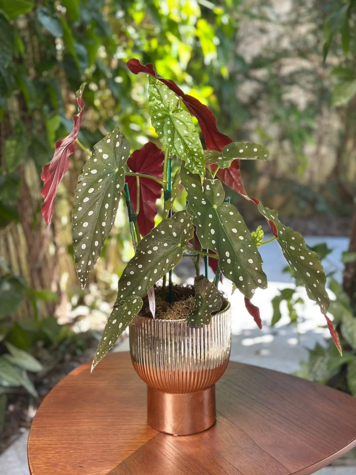 Ouro de Begônias